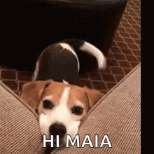 A Brown And White Dog Is Laying On A Couch And Looking At The Camera . GIF