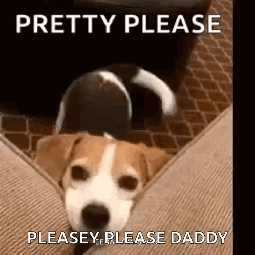 A Brown And White Dog Is Laying On A Couch With The Words `` Pretty Please Please Please Daddy '' Written Above It . GIF