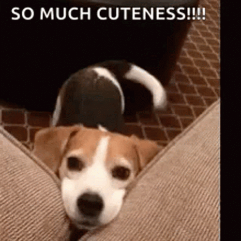 A Brown And White Dog Is Laying On A Couch With The Words `` So Much Cuteness '' Written Above It . GIF