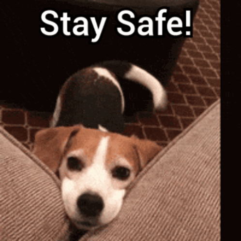 A Brown And White Dog Is Laying On A Couch With The Words " Stay Safe " Above It GIF