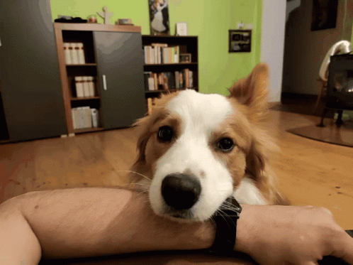 A Brown And White Dog Is Laying On A Person 'S Arm And Looking At The Camera GIF