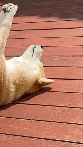 A Brown And White Dog Is Laying On Its Back On A Wooden Deck . GIF