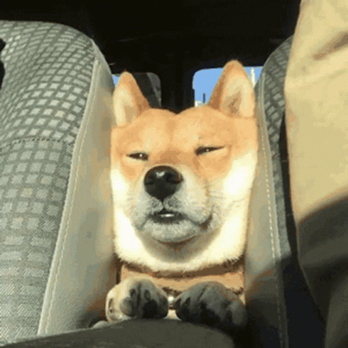 A Brown And White Dog Is Sitting In A Car Seat With Its Eyes Closed GIF