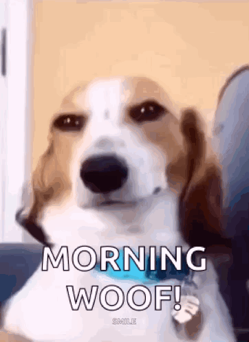 A Brown And White Dog Is Sitting On A Couch . GIF