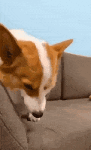 A Brown And White Dog Is Sitting On A Couch Looking At Something GIF