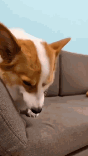A Brown And White Dog Is Sitting On A Couch Looking At Something . GIF