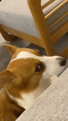 A Brown And White Dog Is Sitting On A Couch . GIF