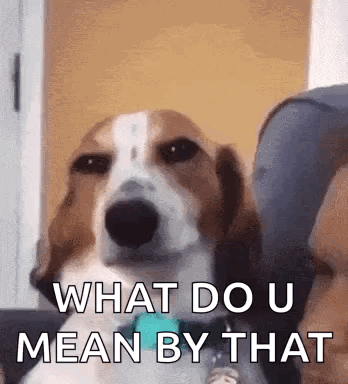 A Brown And White Dog Is Sitting On A Couch With The Words `` What Do U Mean By That '' . GIF