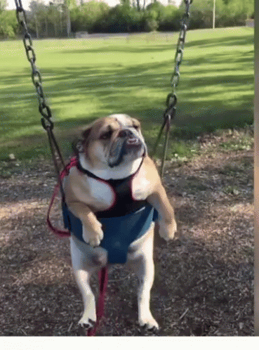 A Brown And White Dog Is Sitting On A Swing In A Park GIF