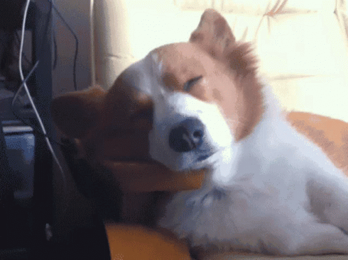 A Brown And White Dog Is Sleeping On A Couch With Its Eyes Closed GIF