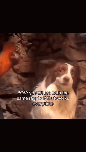 A Brown And White Dog Is Standing In Front Of A Rock Wall And Says " You Hit Bro With The Same Ragebait That Works Every GIF