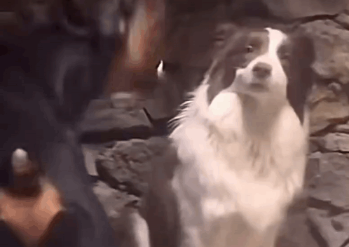 A Brown And White Dog Is Standing In Front Of A Stone Wall And Looking At The Camera . GIF