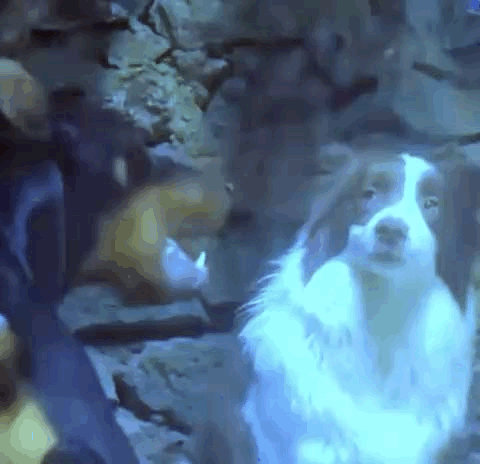 A Brown And White Dog Is Standing Next To A Person In A Cave . GIF