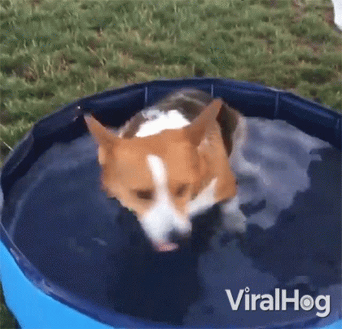 a brown and white dog is swimming in a small pool of water .
