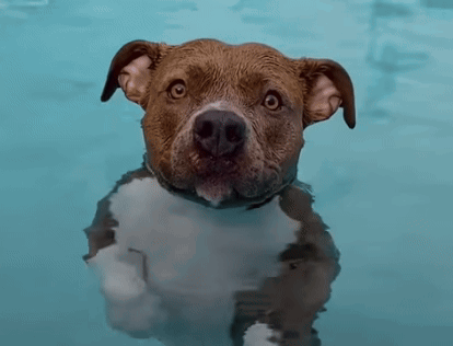 A Brown And White Dog Is Swimming In The Water GIF