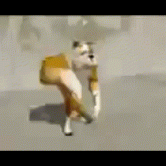 A Brown And White Dog Is Walking On The Ground GIF