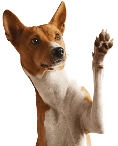 a brown and white dog is waving its paw in the air