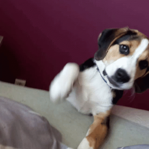 A Brown And White Dog Laying On A Bed With A Purple Wall In The Background GIF