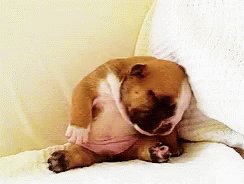 A Brown And White Dog Laying On A Bed With Its Head On A Pillow GIF
