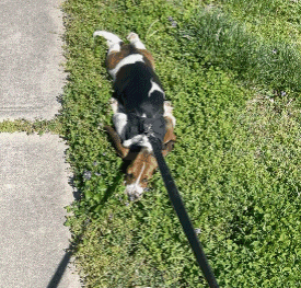 A Brown And White Dog On A Leash Is Laying On The Ground GIF