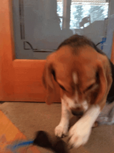 A Brown And White Dog Playing With A Toy On The Floor GIF