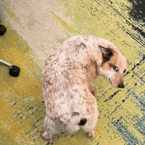 A Brown And White Dog Sitting On A Carpet GIF