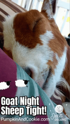 A Brown And White Dog Sleeping On A Pillow With The Words Goat Night Sheep Tight On The Bottom GIF