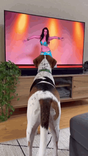 A Brown And White Dog Standing In Front Of A Television Watching A Woman Dance GIF