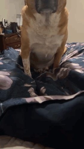 A Brown And White Dog Standing On A Bed GIF