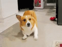 Brown And White Dog Standing On Carpet GIF