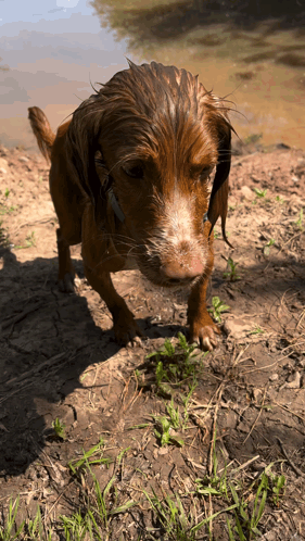 A Brown And White Dog Standing On A Dirt Field GIF