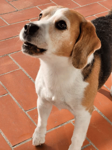 A Brown And White Dog Standing On A Tiled Floor Looking Up GIF