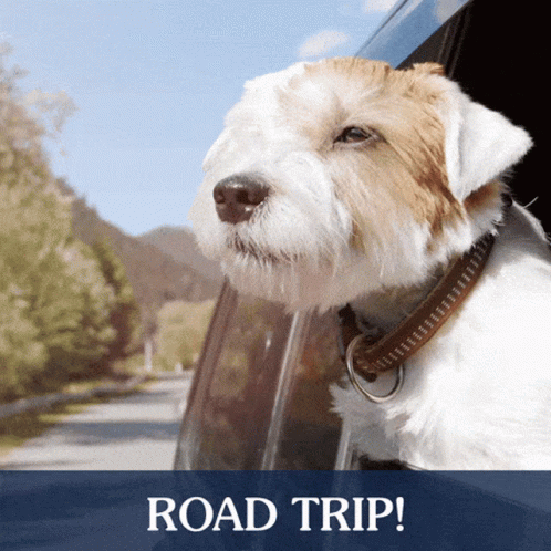 A Brown And White Dog Sticking Its Head Out Of A Car Window With The Words Road Trip Above It GIF