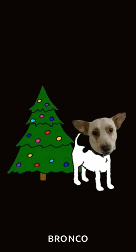 A Brown And White Dog Urinating Next To A Christmas Tree With Bronco Written On The Bottom GIF