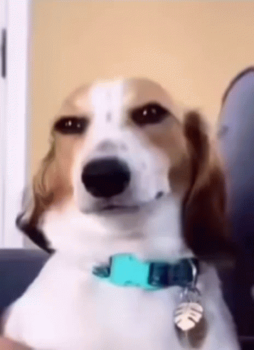 A Brown And White Dog Wearing A Blue Collar Is Looking At The Camera . GIF