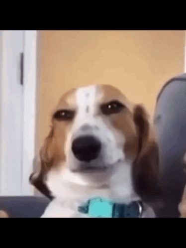 A Brown And White Dog Wearing A Blue Collar Is Sitting On A Couch . GIF