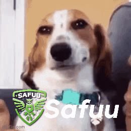 A Brown And White Dog Wearing A Blue Collar With The Word Safuu Written On It GIF