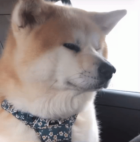 A Brown And White Dog Wearing A Floral Collar GIF