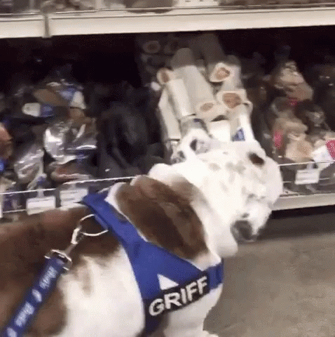A Brown And White Dog Wearing A Harness That Says Griff GIF