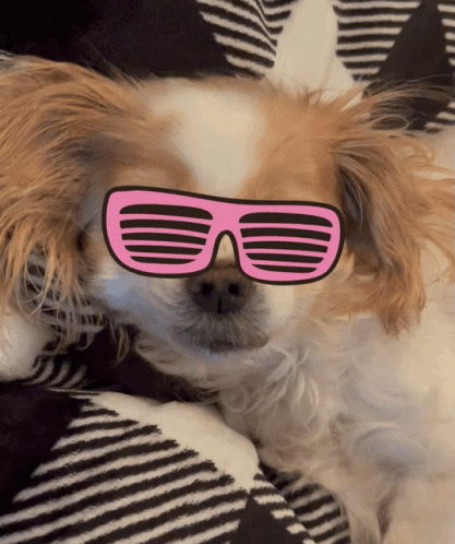 A Brown And White Dog Wearing Pink Sunglasses On A Striped Blanket GIF