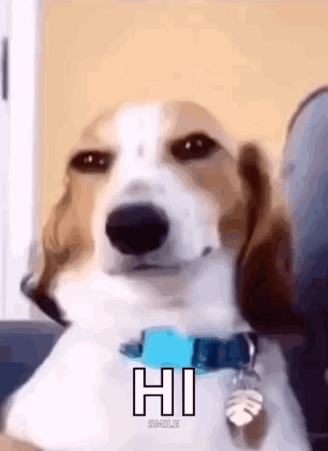 A Brown And White Dog With A Blue Collar Is Sitting On A Couch . GIF