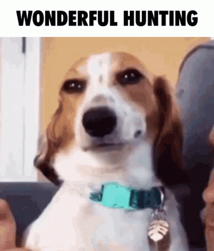 A Brown And White Dog With A Blue Collar Is Sitting On A Couch With The Words Wonderful Hunting Above It GIF
