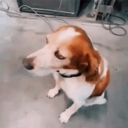 A Brown And White Dog With A Collar Is Sitting On The Floor GIF