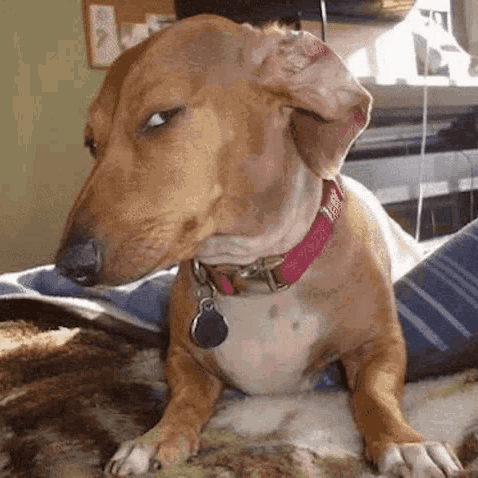 A Brown And White Dog With A Pink Collar Is Laying On A Couch . GIF