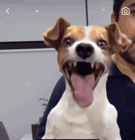 A Brown And White Dog With Its Tongue Out Is Sitting Next To A Man . GIF