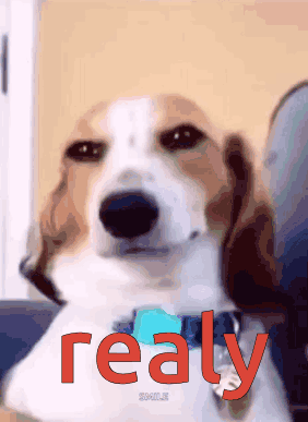 A Brown And White Dog With The Word Really In Red Letters GIF