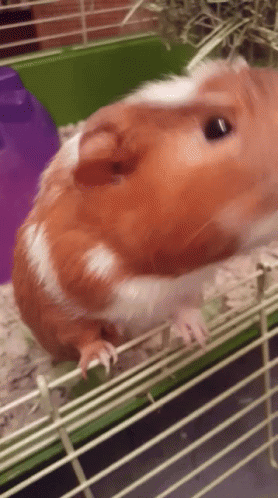 a brown and white guinea pig is in a cage