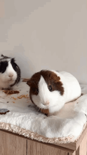 a brown and white guinea pig is sitting on a white blanket on a table .