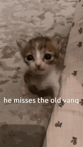 A Brown And White Kitten With The Words He Misses The Old Vanq Written Below It GIF