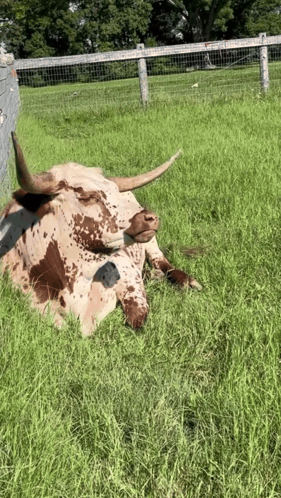 A Brown And White Longhorn Cow Laying In The Grass GIF